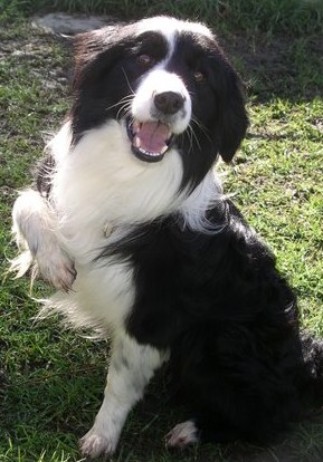 border collie adoption near me